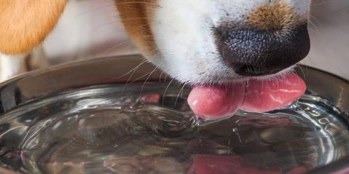 A Importância da Água para seu Pet